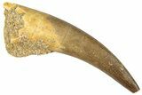 Fossil Plesiosaur (Zarafasaura) Tooth - Morocco #296329-1